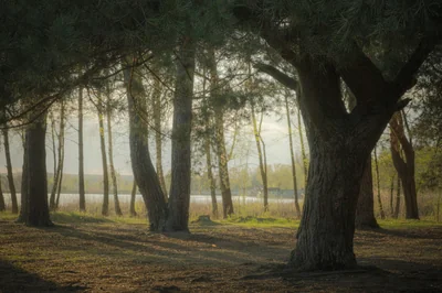 forêt