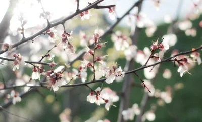le printemps